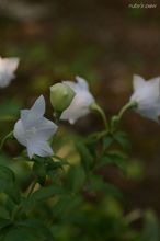 20090804_11343.jpg