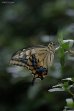 20090812_15131.jpg