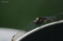 20090823 031.jpg