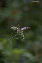 20090913_006.jpg