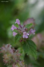 20090913_250.jpg