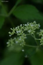 20090913_339.jpg