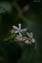 20090913_344.jpg