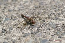 20090913_365.jpg