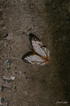 20091003_15858.jpg