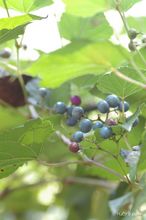 20091004_089.jpg