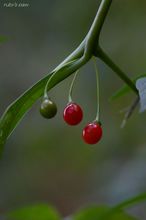 20091018_037.jpg