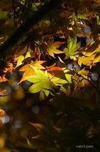 20091018_111.jpg