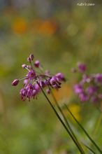 20091018_116.jpg