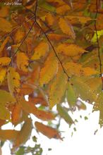 20091025_021.jpg
