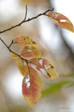 20091119_020.jpg