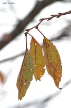 20091119_054.jpg