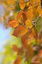 20091119_074.jpg