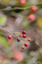 20091119_155.jpg