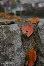 20091203_16710.jpg