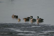 20091227_094.jpg