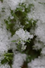 20100113_17166.jpg