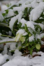 20100113_17189.jpg
