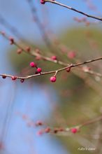20100119_260.jpg