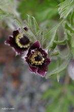 20100301_12785.jpg