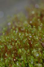 20100306_12972.jpg