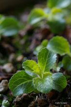 20100311_13068.jpg