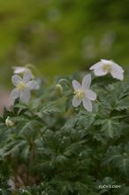 20100316_13198.jpg