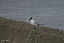 20100320_021.jpg