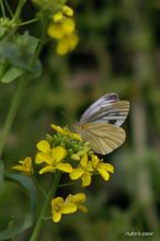 20100327_17820.jpg