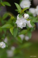 20100331_13379.jpg
