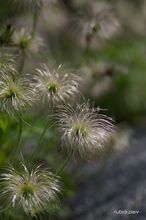 20100406_13587.jpg
