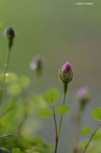 20100423_14038.jpg