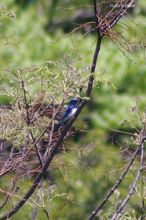 20100501_007T.jpg