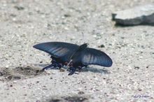 20100501_114T.jpg