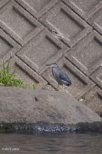 20100529_044.jpg