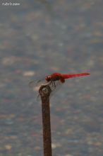 20100529_151.jpg