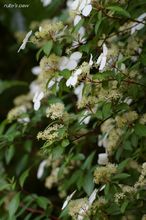 20100605_121.jpg