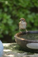 20100617_18229.jpg