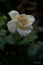 20100618_110.jpg