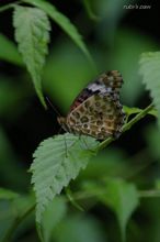 20100703_18362.jpg