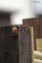 20100711_18493.jpg