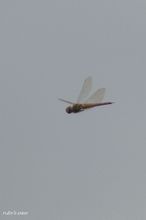 20100716_18605.jpg