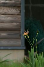 20100716_18607.jpg