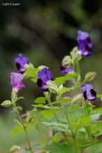 20100805_186.jpg