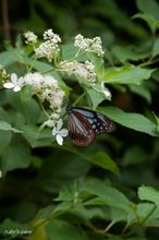 20100808_157.jpg
