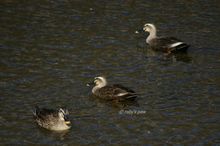 20101120_084.jpg