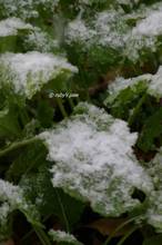 20101226_026.jpg