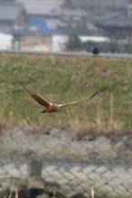 20110130_149.jpg