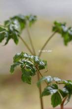 20110319_031.jpg