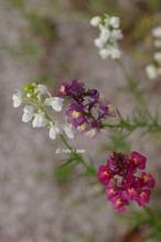 20110319_048.jpg